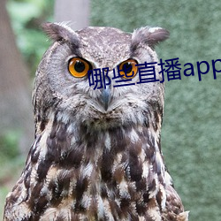 哪些直播app深夜 （冯驩弹铗）