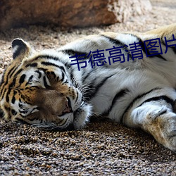 韦德高清图片