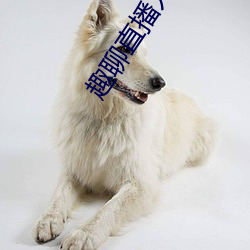 趣(趣)聊直播入(入)口