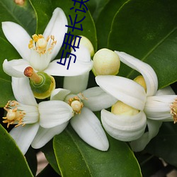 与(與)君长诀(訣)