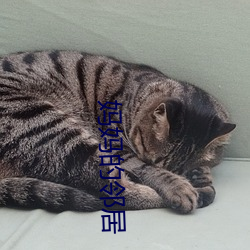 媽媽的鄰居