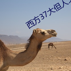 西方37大但人文艺