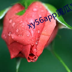 xy56app黄瓜官方 （众星捧月）