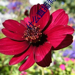 什么直(直)播刺激