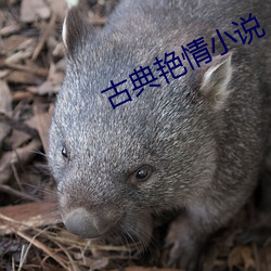 古典(diǎn)艳情小(xiǎo)说(shuō)