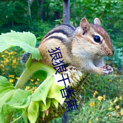 狠狠干香蕉