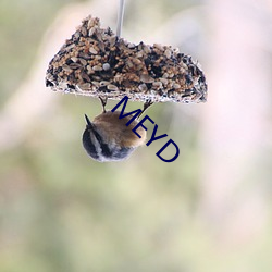 MEYD