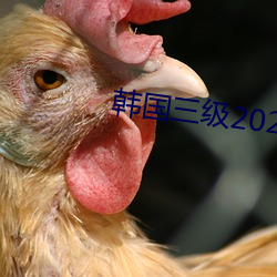 韩国三级2021