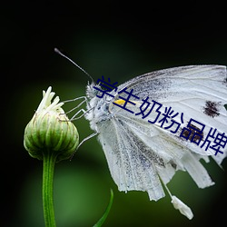学生奶粉品牌 雄唱雌和）