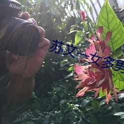苏文(wn)一女多男