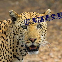 歐美高清免費觀看片