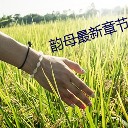 韵母(母)最新章(章)节