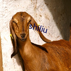 shiliu