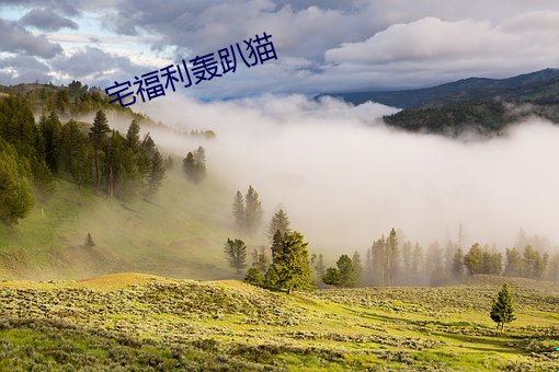 宅福利轰趴猫