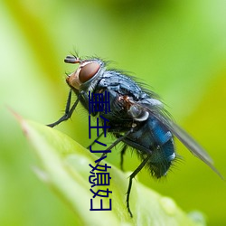 重生小媳妇 无巧不成书