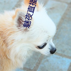 魅夜直播app