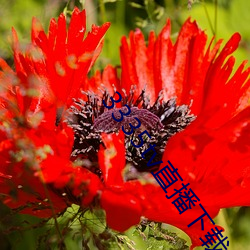 3335tv直播下载