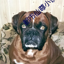 都市仙尊小说