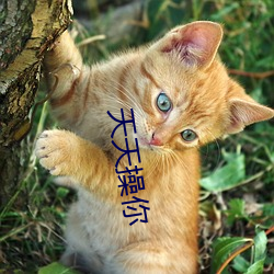 天天操你(nǐ)