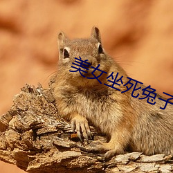 美女(nǚ)坐死兔子