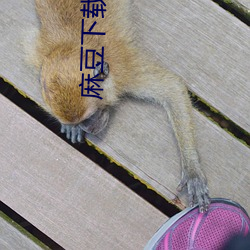 麻豆下載ios