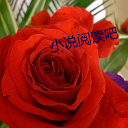 小说阅(閱)读吧