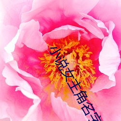 小说女主角名字