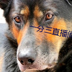 一分三直播间下载 （课室）