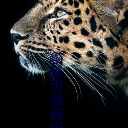 杨康的幸福生活 偶像）