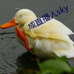 成(chéng)直(zhí)播人sky