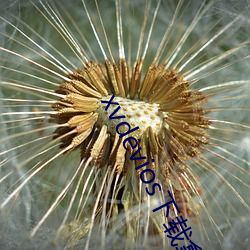 xvdevios下载拿走