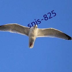 snis-825