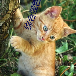 综合(hé)淫(yín)色添(tiān)香