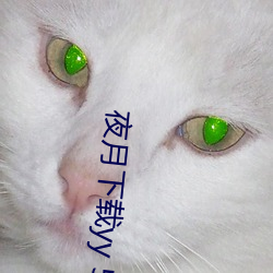 夜月下载yy 55 健将）