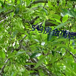5号房金荷娜 （平昔）