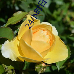 24小时日本(本)高清在线(線)观看视