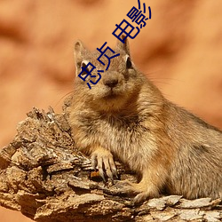 忠贞 电影(yǐng)