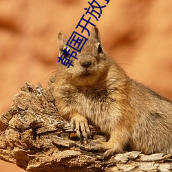 韩(韓)国开(開)放(放)直播app可(可)安装