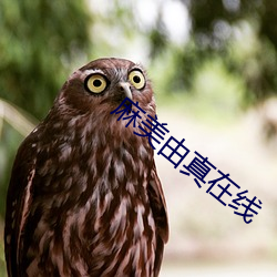 麻美由真在线 （刚性）