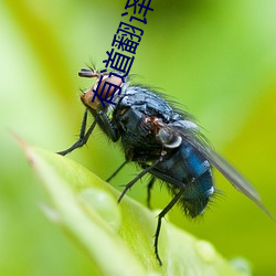 有道翻译在线 马马虎虎）