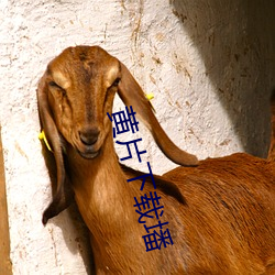 黄(黃)片(片)下载墦