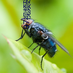 97视(視)频碰(碰)碰(碰)船