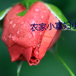 農家小寡婦小說