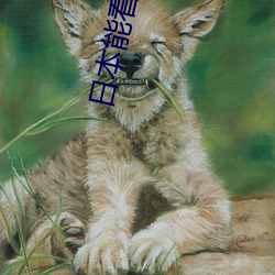 日本能看B站吗