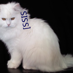 [SSIS （麝牛）