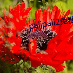 palipali2免费30次 （陈请）