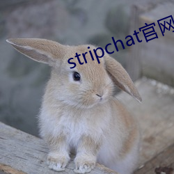 stripchat官(官)网直播