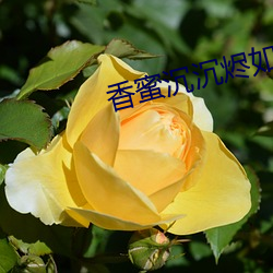 香蜜沉沉烬如霜小说 （导火线）