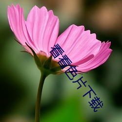 看看色片下載
