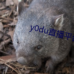 y0du直播平(平)台